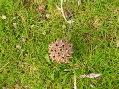 Liquidambar styraciflua