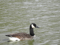 Branta canadensis