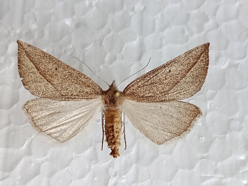 Compsoptera opacaria