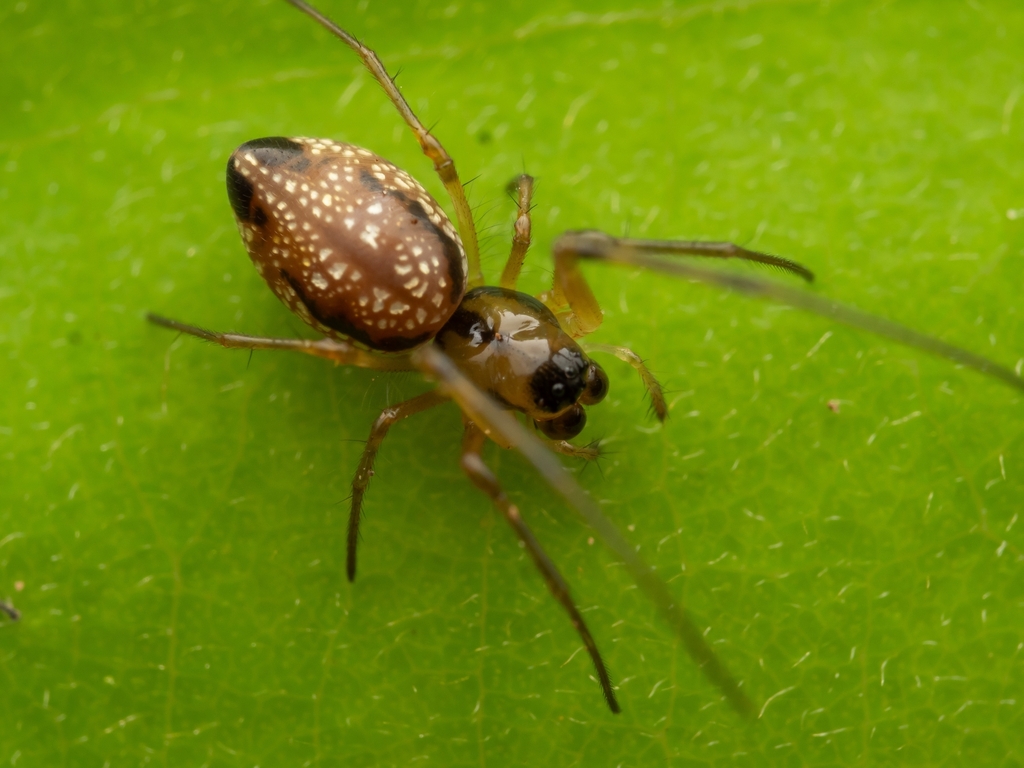 Atelidea