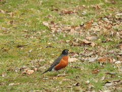 Turdus migratorius