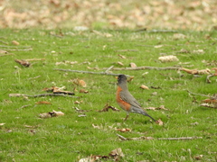 Turdus migratorius