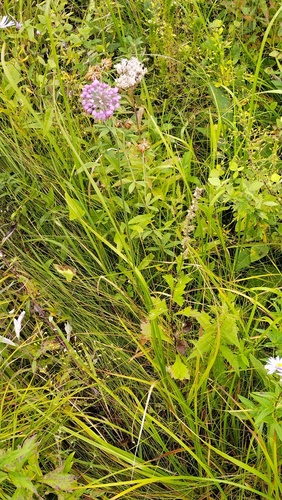 Allium sacculiferum, photograph 2