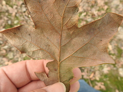 Quercus