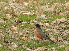 Turdus migratorius