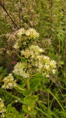 Hylotelephium pallescens, photograph (c) Andrew Bazdyrev, some rights reserved (CC BY)
