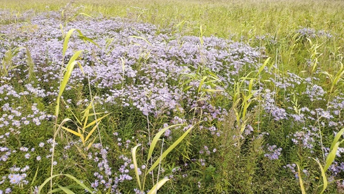 Aster maackii, photograph 6