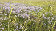Aster maackii, photograph (c) Andrew Bazdyrev, some rights reserved (CC BY)