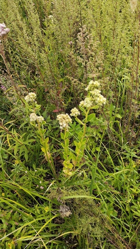 Hylotelephium pallescens, photograph 5