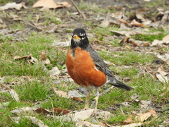 Turdus migratorius