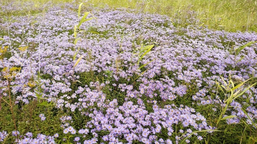 Aster maackii, photograph 4
