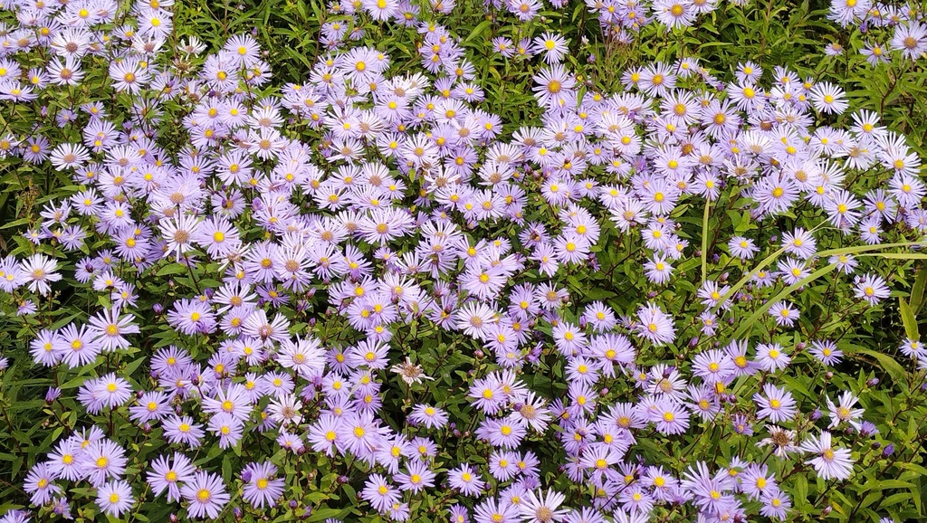 Aster maackii; photograph (c) Andrew Bazdyrev, some rights reserved (CC BY)