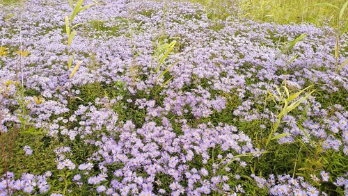 Aster maackii, photograph 5