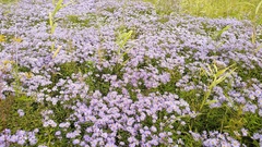 (c) Andrew Bazdyrev, some rights reserved (CC BY) Aster maackii, photograph (c) Andrew Bazdyrev, some rights reserved (CC BY)