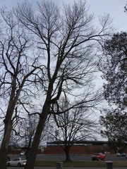 Fraxinus pennsylvanica