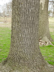 Fraxinus pennsylvanica
