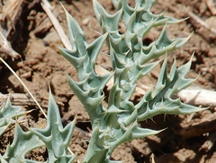 Argemone squarrosa