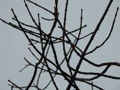 Fraxinus pennsylvanica