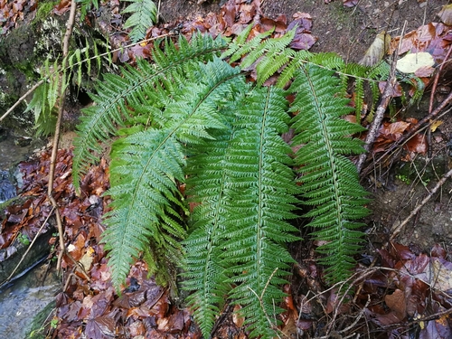 papraďovec laločnatý (Polystichum aculeatum)