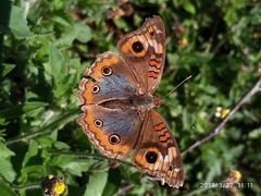 Junonia genoveva hilaris