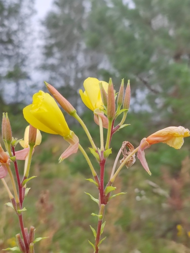Oenothera × fallax iNat (1)