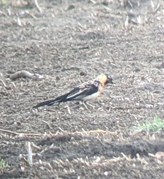 Long-tailed Paradise Whydah