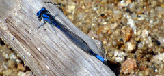 Argia carlcooki