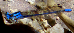 Argia carlcooki