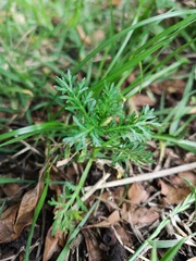 Lepidium bipinnatifidum
