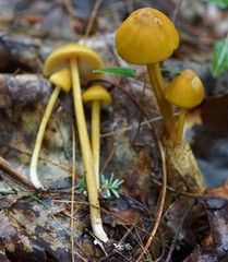 Entoloma luteum