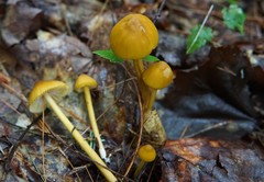 Entoloma luteum
