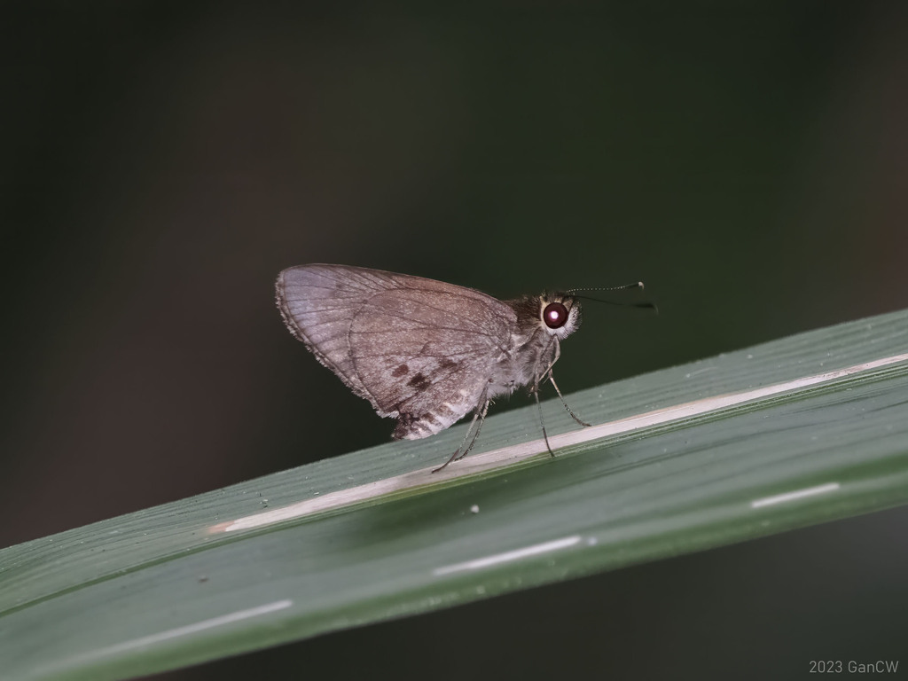 Suastus migreus