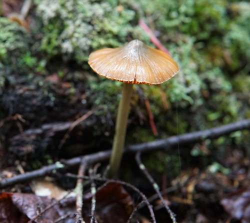 salmon pinkgill (Entoloma quadratum)