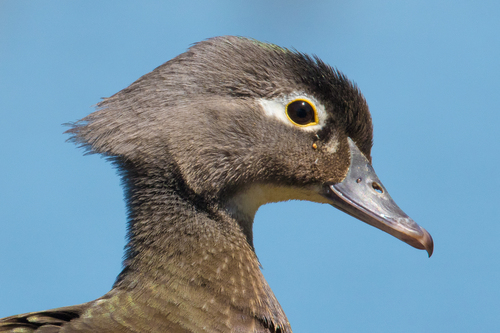 Wood Duck, photo 10 of 10