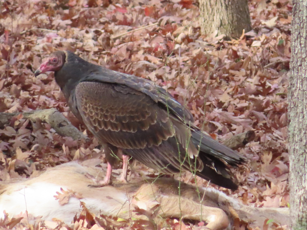 Turkey Vulture From West Laurel, MD, USA On November 20, 2023 At 09:39 ...