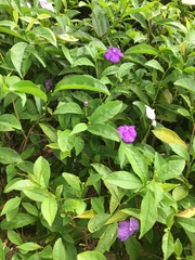 Brunfelsia uniflora