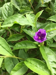 Brunfelsia uniflora
