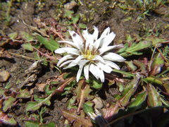 Hypochaeris sessiliflora