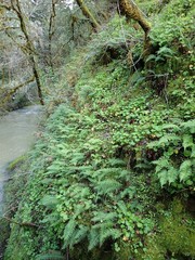 Polypodium glycyrrhiza