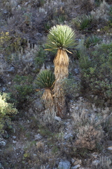 Yucca carnerosana
