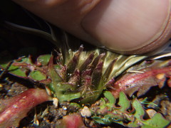 Hypochaeris sessiliflora