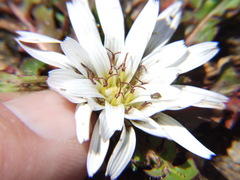 Hypochaeris sessiliflora