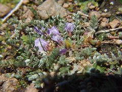 Astragalus peruvianus