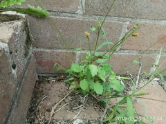 Bidens pilosa pilosa