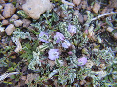Astragalus peruvianus