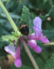 Cosmopepla conspicillaris