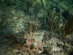 Haemulon carbonarium