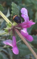 Cosmopepla conspicillaris