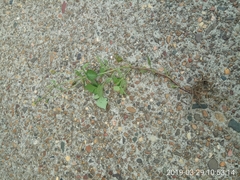 Bidens pilosa pilosa