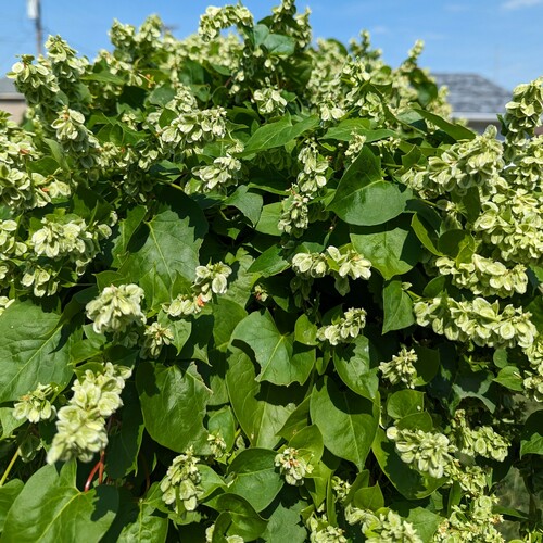 Climbing false buckwheat (Fallopia scandens)